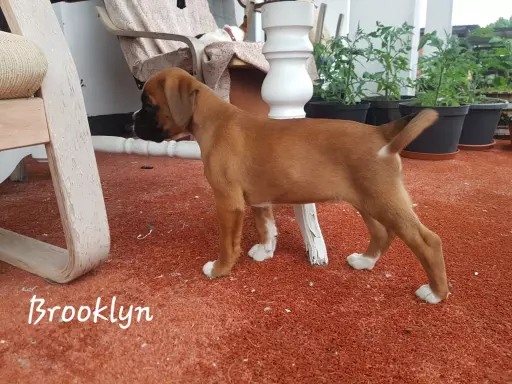 Bokser szczeniak suczka Brooklyn 3