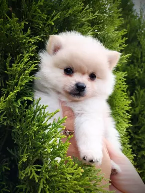 Szpic miniaturowy pomeranian szczeniak 2