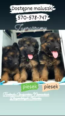 Szczenięta Owczarka Niemieckiego Długowłosego 2
