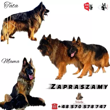 Szczenięta Owczarka Niemieckiego Długowłosego 6