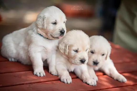 Golden Retriever PIESEK po Championach, okolice W-wy 3