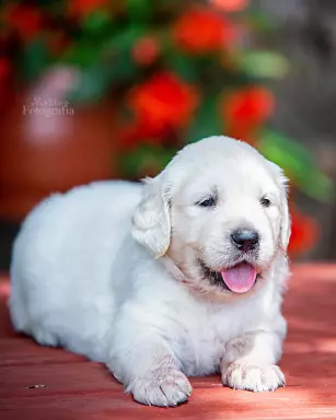 Golden Retriever PIESEK po Championach, okolice W-wy 4