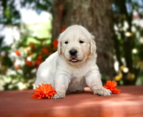 Golden Retriever PIESEK po Championach, okolice W-wy 2