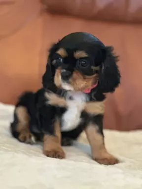 Cavalier King Charles Spaniel 3
