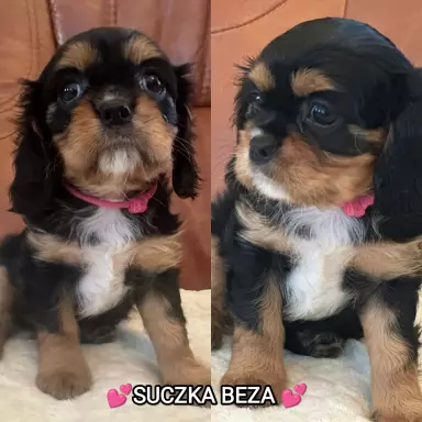 Cavalier King Charles Spaniel 1