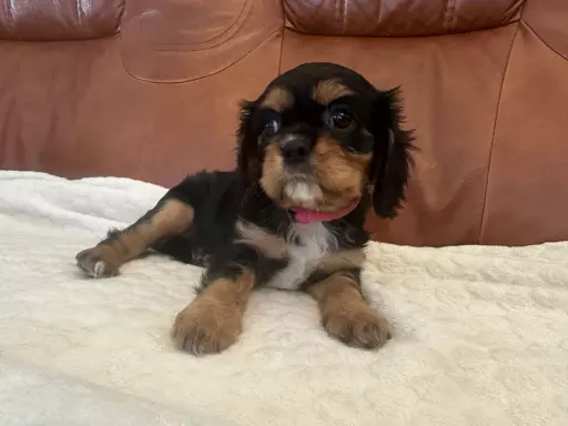Cavalier King Charles Spaniel 4