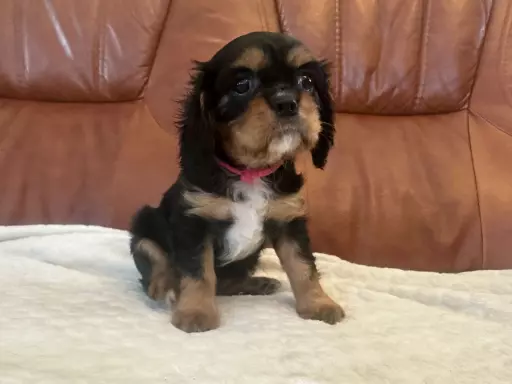 Cavalier King Charles Spaniel 6