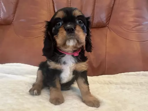 Cavalier King Charles Spaniel 2