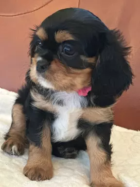 Cavalier King Charles Spaniel 5