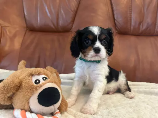 Cavalier King Charles Spaniel 2