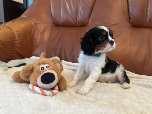 Cavalier King Charles Spaniel 3