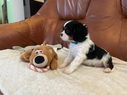 Cavalier King Charles Spaniel 4