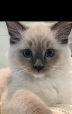 Kocurek Ragdoll 1