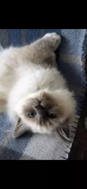 Kocurek Ragdoll 2