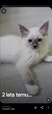 Kocurek Ragdoll 3