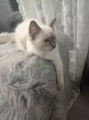 Kocurek Ragdoll 4