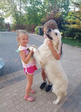 Golden Retriever FCI 3