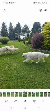 Golden Retriever FCI 4
