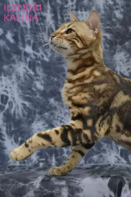 Unikalne marmurowe kotki bengalskie 3