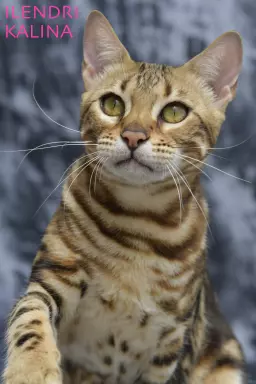 Unikalne marmurowe kotki bengalskie 2