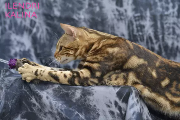 Unikalne marmurowe kotki bengalskie 1