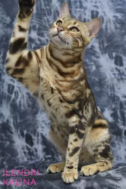 Unikalne marmurowe kotki bengalskie 4