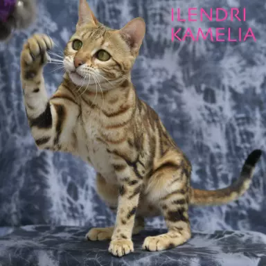Unikalne marmurowe kotki bengalskie 5