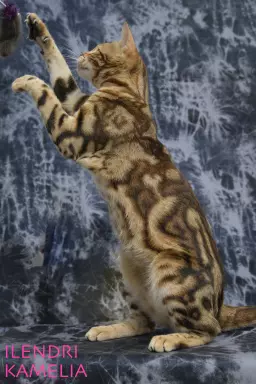 Unikalne marmurowe kotki bengalskie 6