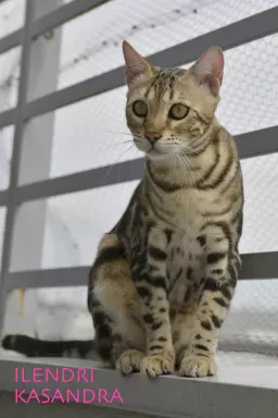 Unikalne marmurowe kotki bengalskie 8