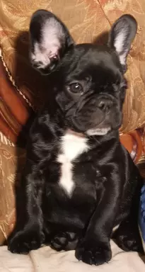 Piesek Buldoga Francuskiego 3