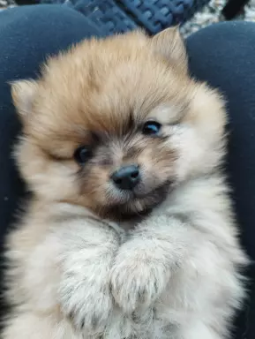 Szpic miniaturowy pomeranian szczeniak 4