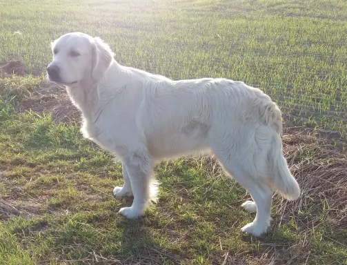 Golden Retriever ZKwP (FCI) 8