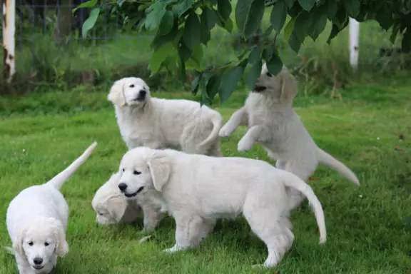 Golden Retriever ZKwP (FCI) 6