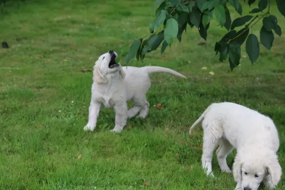 Golden Retriever ZKwP (FCI) 5