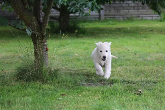 Golden Retriever ZKwP (FCI) 7