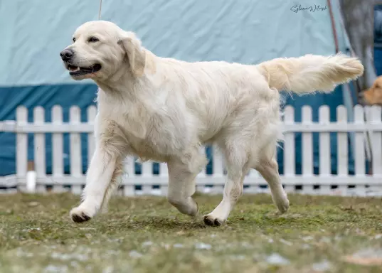 Golden Retriever ZKwP (FCI) 4