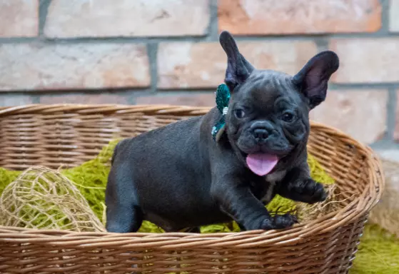 Buldog francuski blue 2