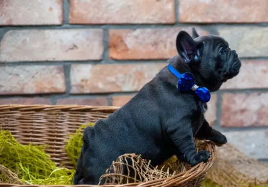 Buldog francuski blue 3