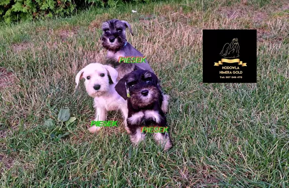 Sznaucer miniaturowy 100%rasy z ubezpieczeniem 4