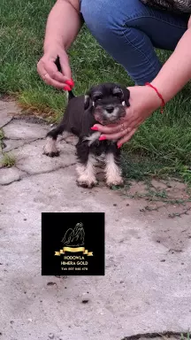 Sznaucer miniaturowy 100%rasy z ubezpieczeniem 7