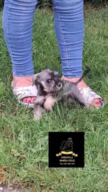 Sznaucer miniaturowy 100%rasy z ubezpieczeniem 8