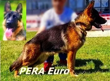 Owczarek niemiecki ZKwP 3