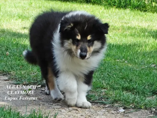 owczarek szkocki - piesek 2