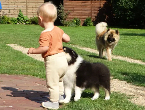 owczarek szkocki - piesek 3