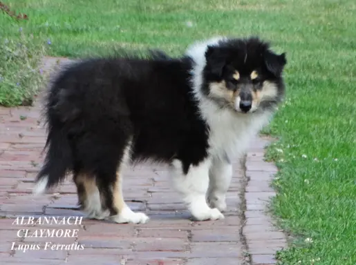 owczarek szkocki - piesek 4