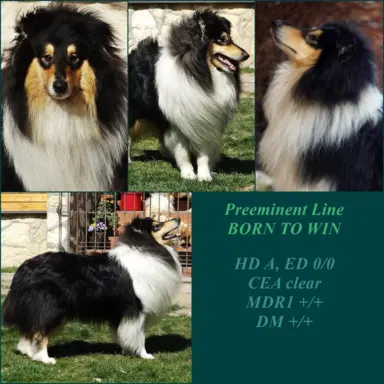 owczarek szkocki - piesek 5