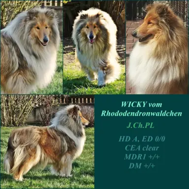 owczarek szkocki - piesek 6