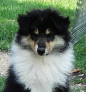 owczarek szkocki - piesek 1