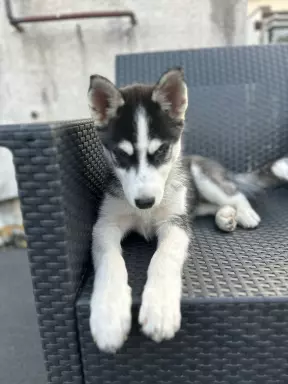 Szczenięta Siberian Husky z rodowodem 1