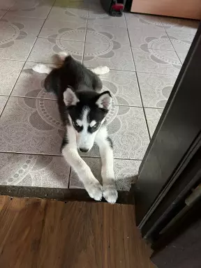 Szczenięta Siberian Husky z rodowodem 4